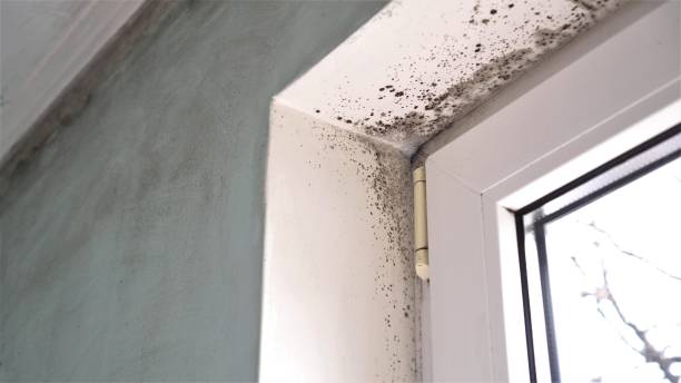 Best Biohazard Mold Removal  in Bladenboro, NC