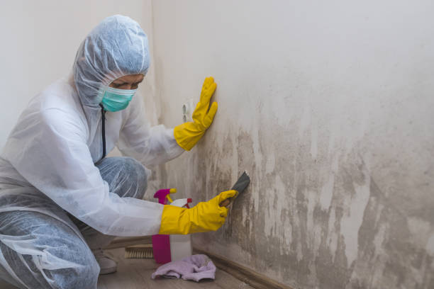 Best Attic Mold Removal  in Bladenboro, NC