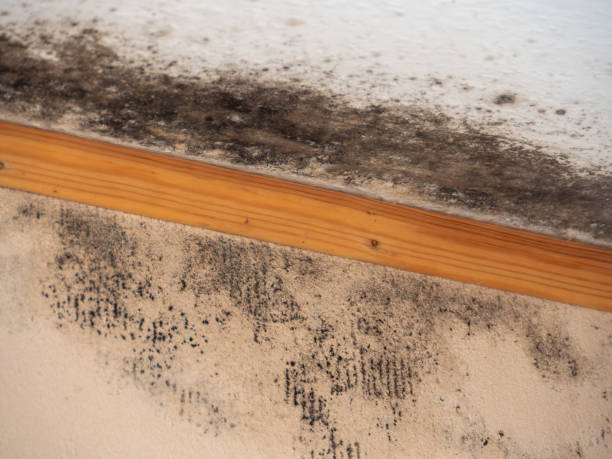 Best Air Quality Testing for Mold Spores  in Bladenboro, NC