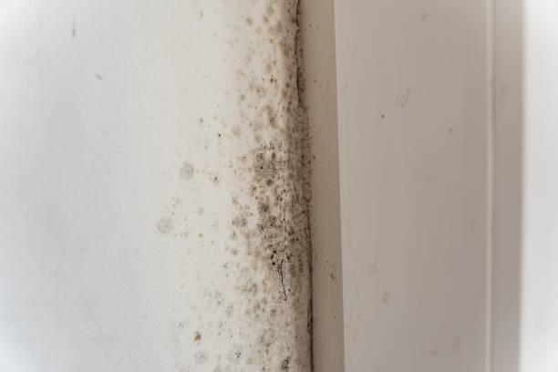Best Real Estate Mold Inspection  in Bladenboro, NC